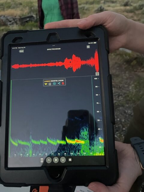 Recording bat sounds