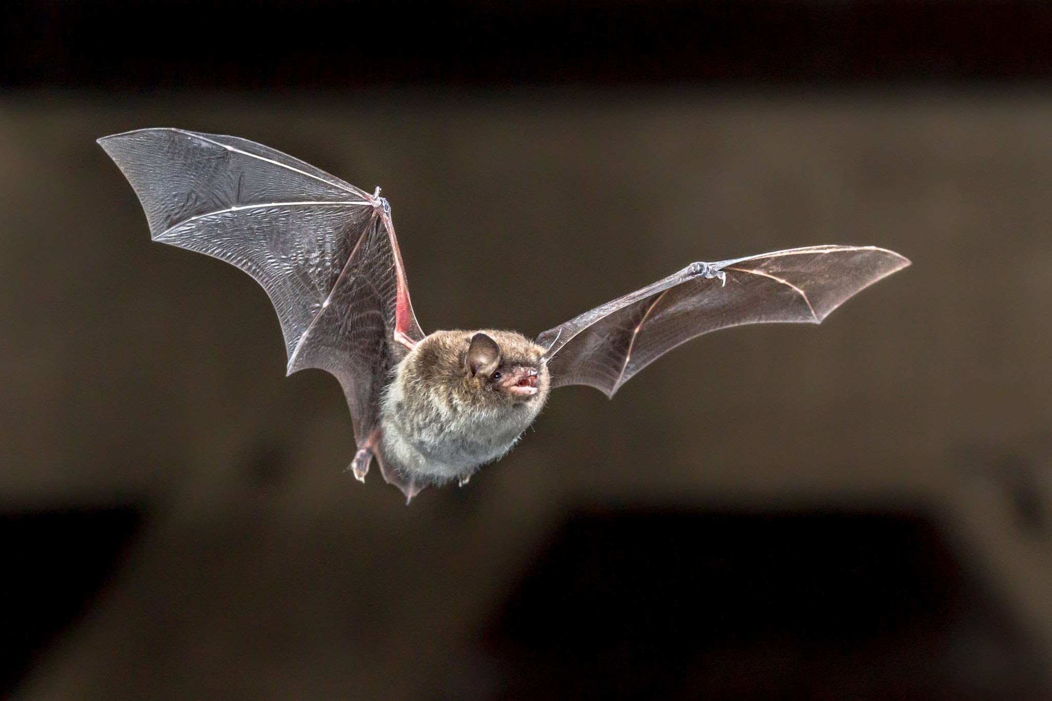 Read more about the article Mammal Survey Bats