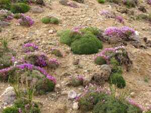 John Mionczynski:  Medicinal Plants of the Badlands